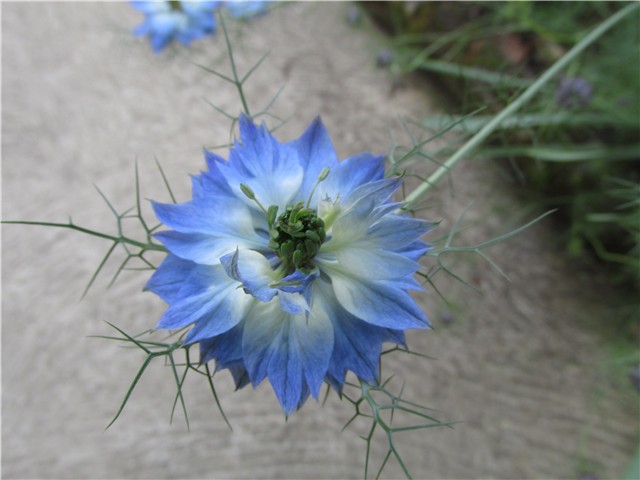 nigela